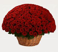 Премиум букет из: Розы #REPLACE_PRED# Красная Долина